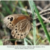 proterebia afra daghestan female 3